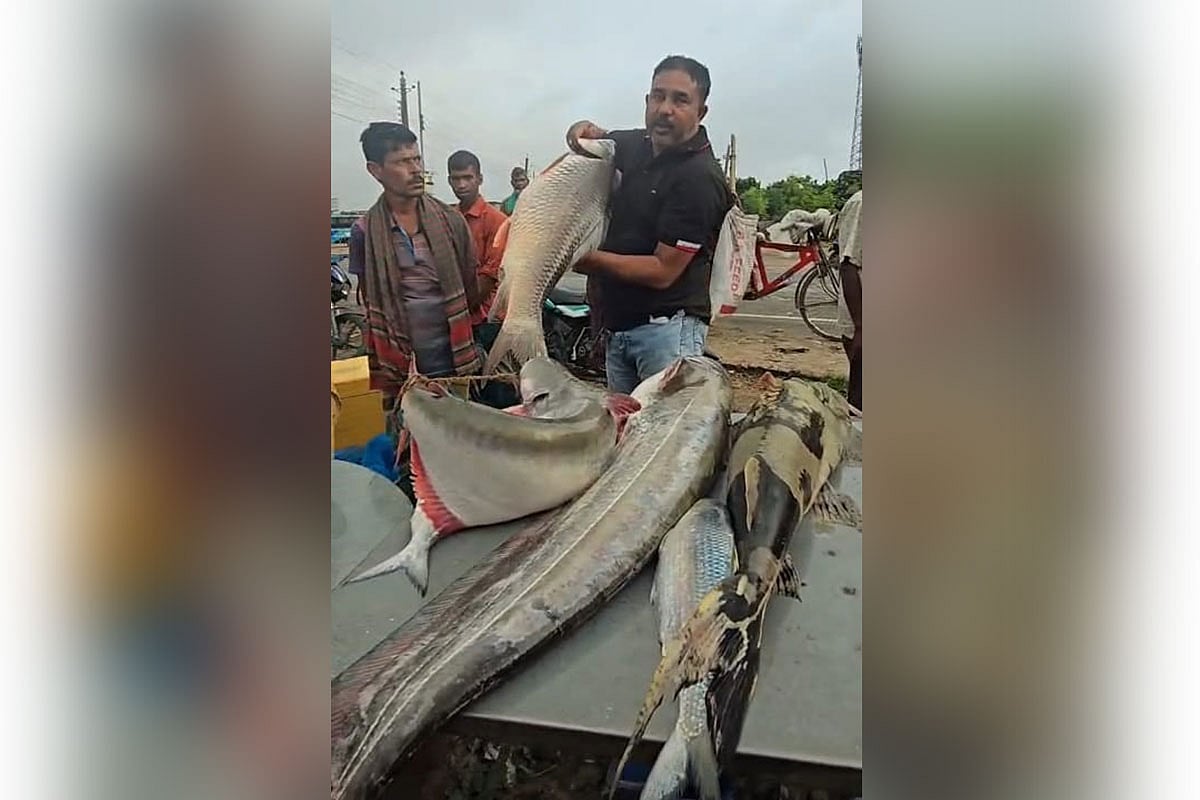 দুই লাখ টাকায় বিক্রি হলো পদ্মার বিরল প্রজাতির মাছ