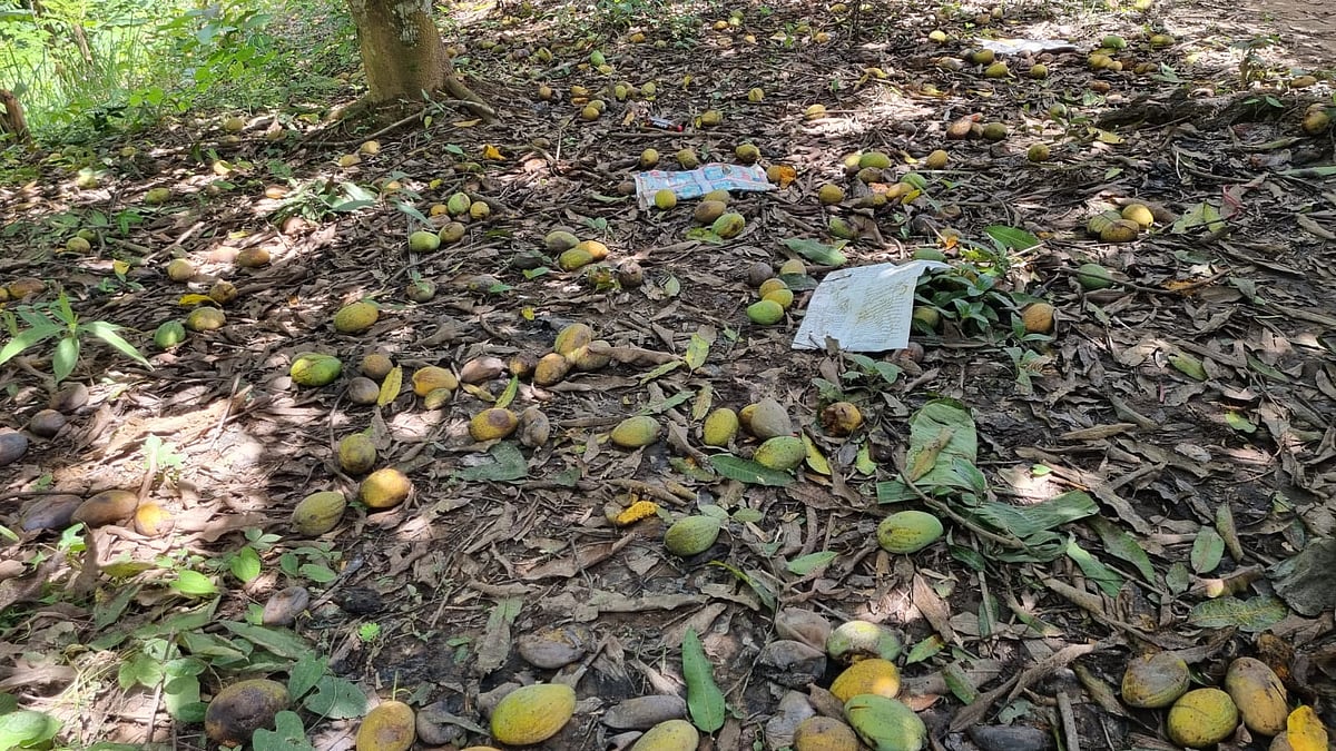 বান্দরবানে রাংগোয়াই আম বাগানেই নষ্ট হচ্ছে, চাষিদের বড় লোকসান