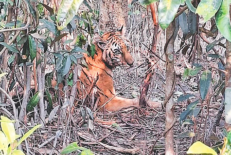 সুস্থ হলেও বনে ফেরা অনিশ্চিত: সুন্দরবনের উদ্ধার হওয়া বাঘিনীকে ঘিরে বিশেষজ্ঞ মূল্যায়নের দাবি